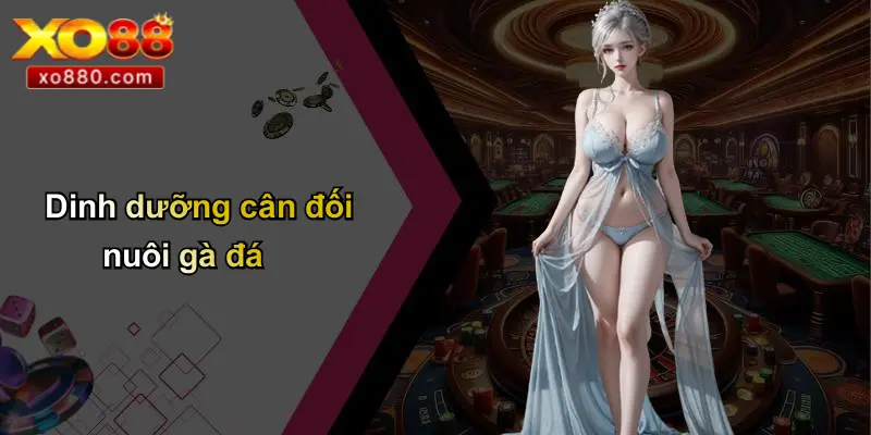 Cách Nuôi Gà Đá: Hướng Dẫn Chăm Sóc Huấn Luyện Gà Chiến XO88 3 Dinh dưỡng cân đối nuôi gà đá